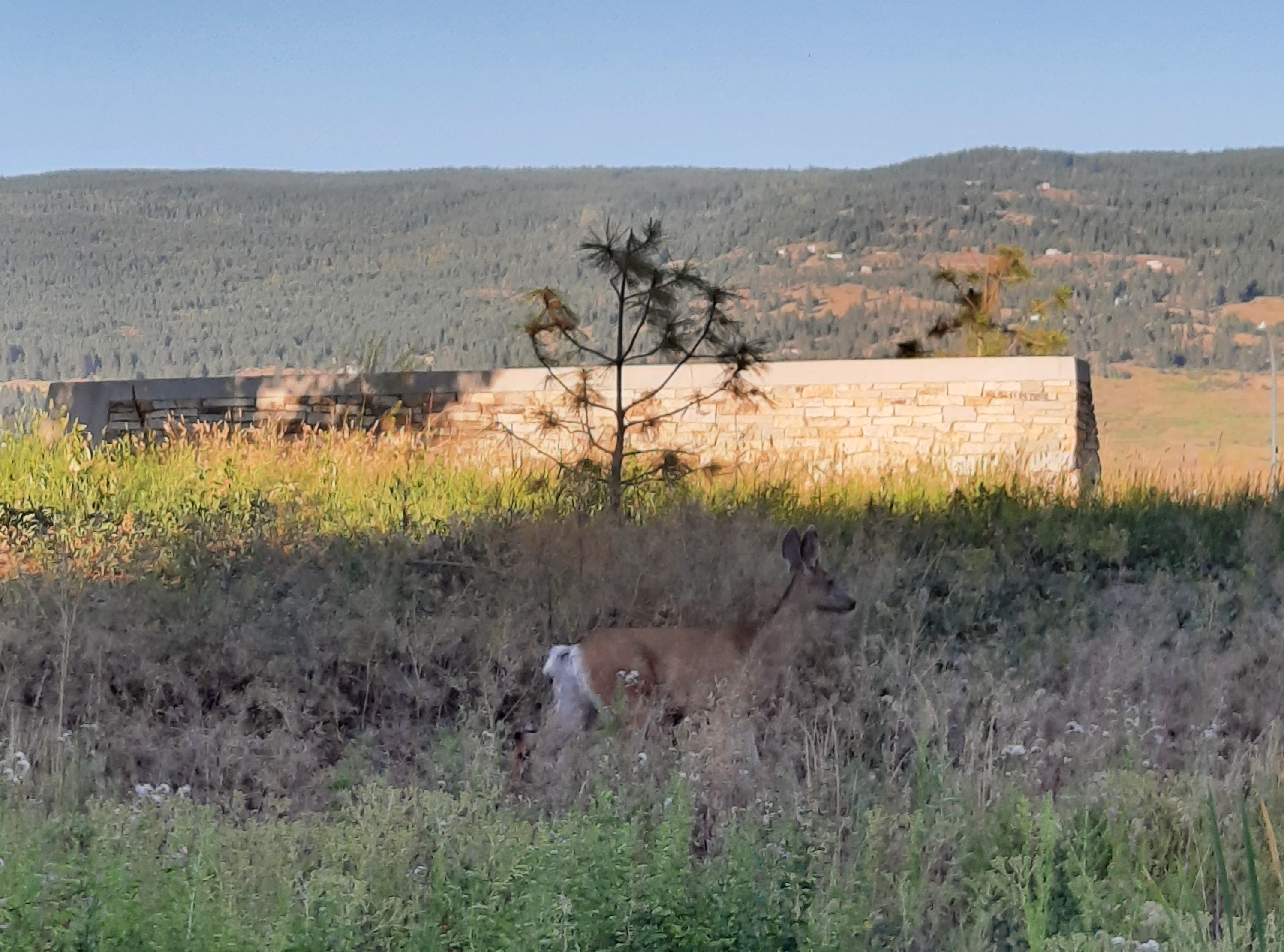 Sarah Bahanshal deer