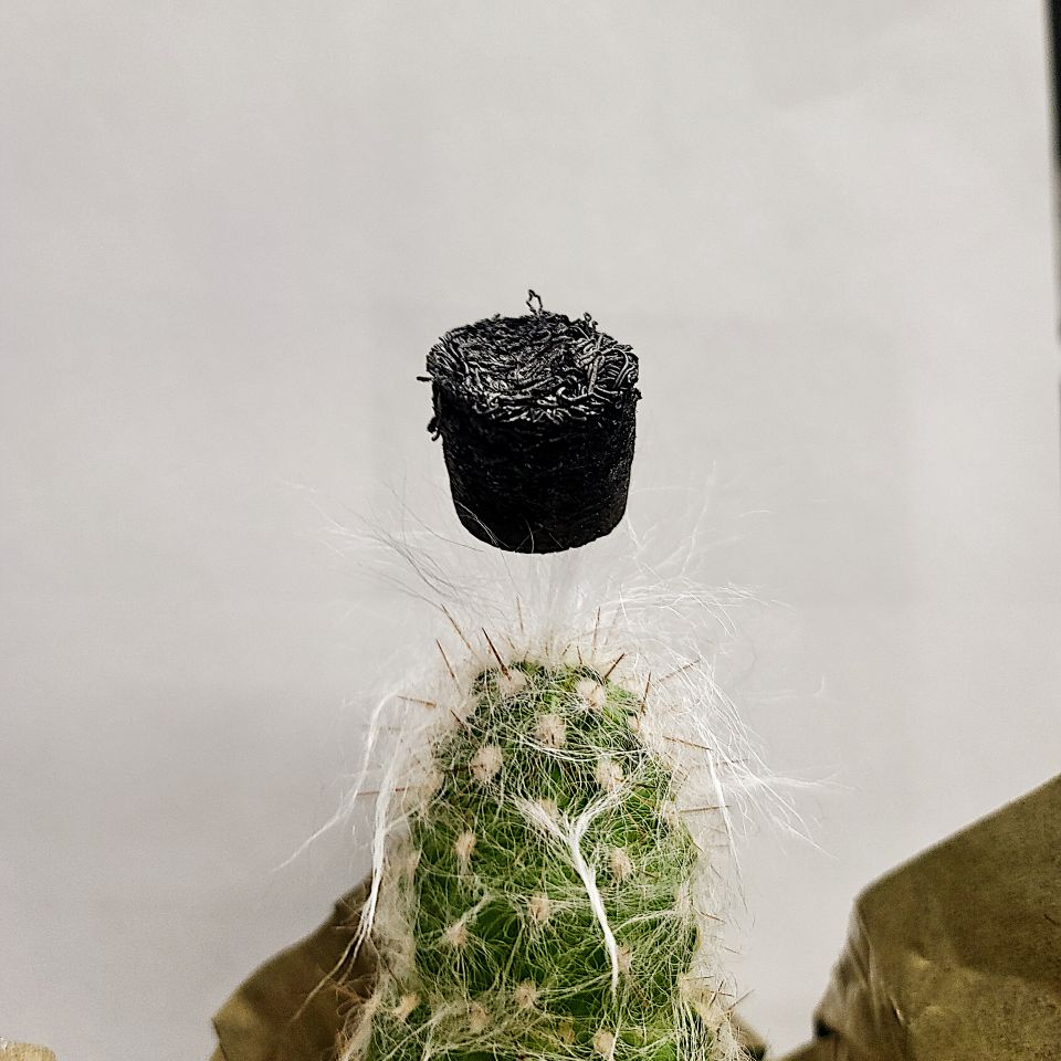 Cactus