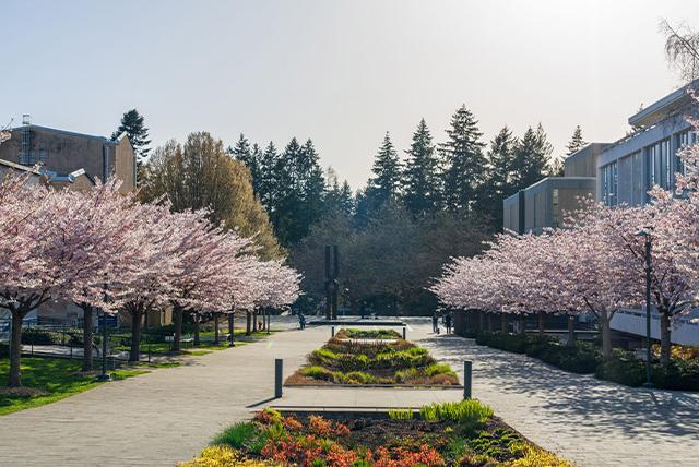 Cherry blossoms at UBC