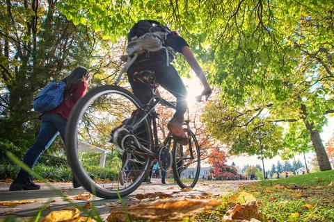 A person bikes underneath a tree