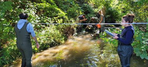 Researchers taking measurements while standing in a creek, surrounded by foliage.